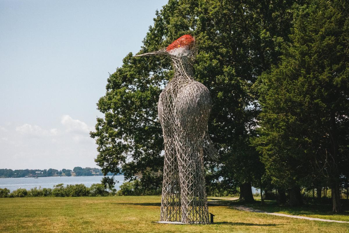 Sandhill Crane Blithewold Birds