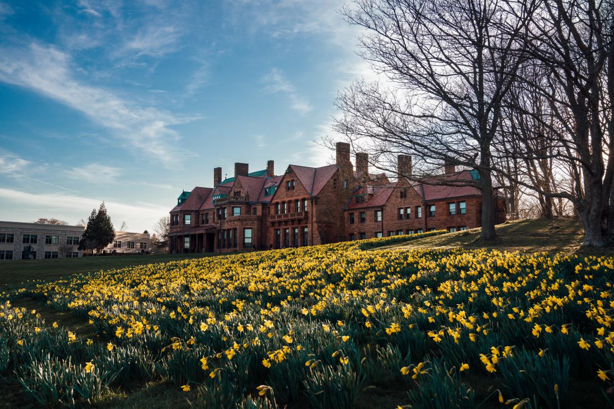Daffodil Field Salve Spring