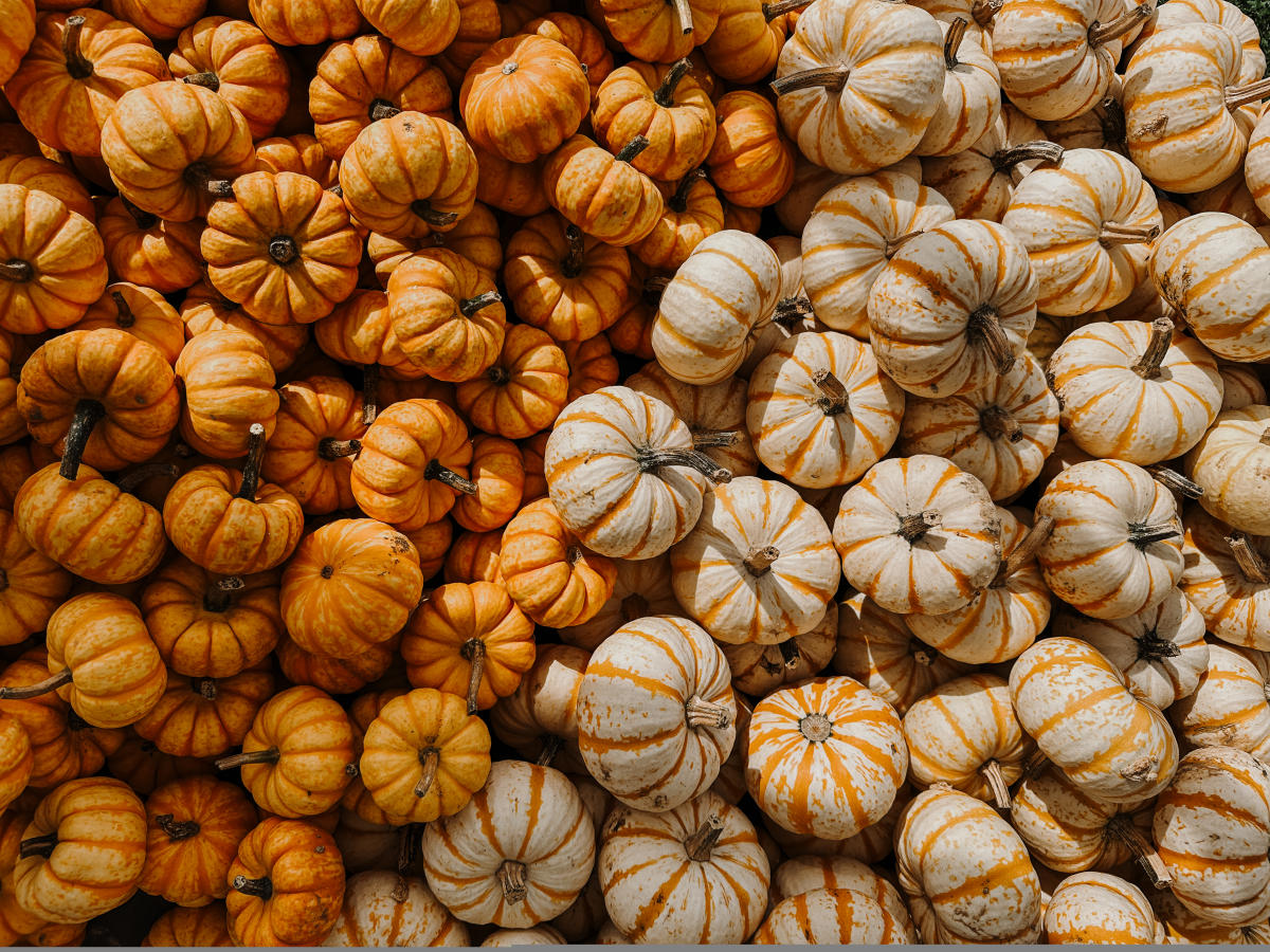 Quonset View Farm Pumpkins