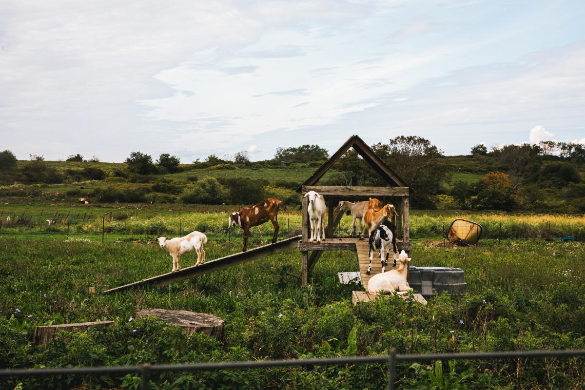 Simmons Farm in Middletown RI