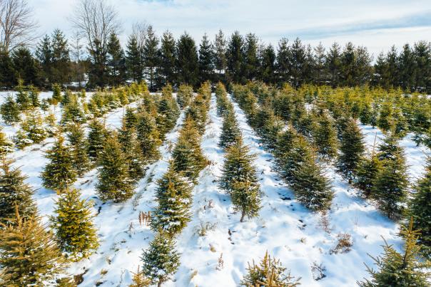 Sweet Berry Farm Christmas Trees