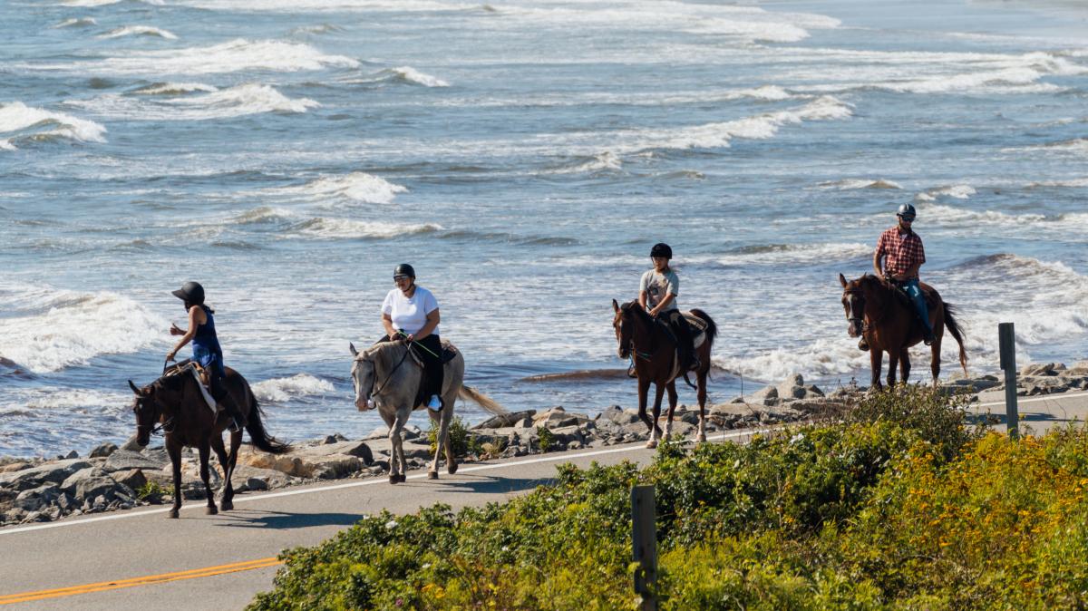 Horses at Sachuest in Middletown